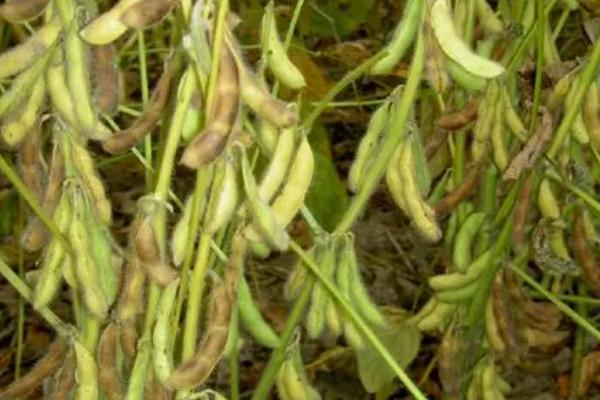 晋科5号大豆种子特点，播种深度3～5厘米