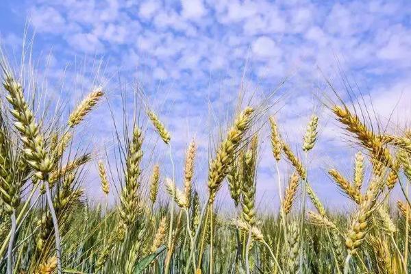 圣麦20小麦品种的特性，适宜播期10月上中旬