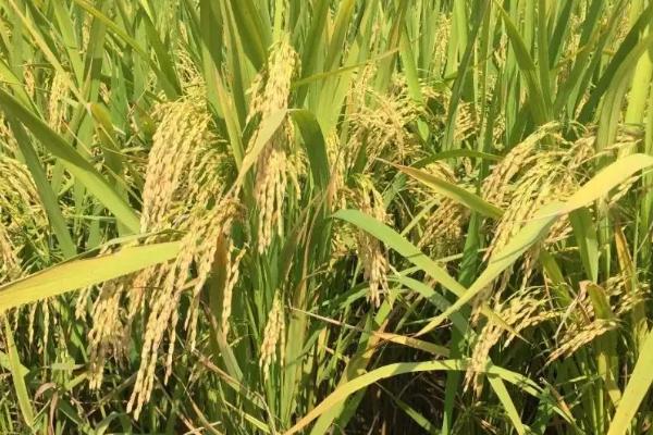晋稻19号水稻品种的特性，尤其始穗前后注意防治穗腐病