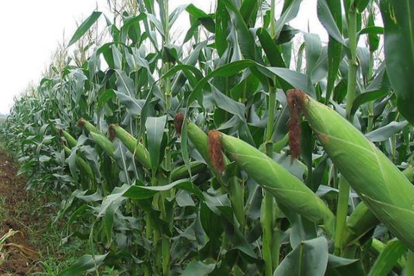东风41玉米品种简介，注意防治玉米螟等害虫