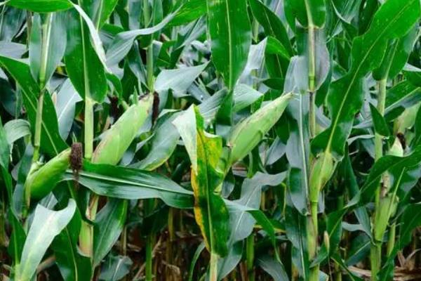 376LX玉米种子介绍，注意防治病虫害