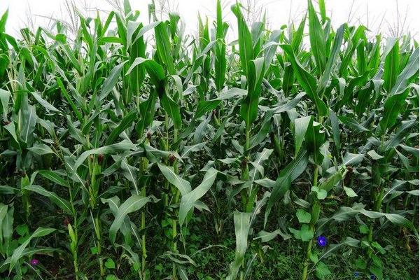 珺玉108玉米品种简介，播种前种子应包衣防治地下害虫