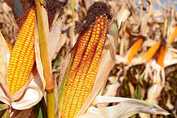 冀农508玉米种子简介，适宜密度为4500株/亩左右