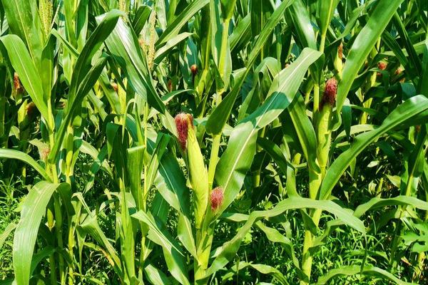 金诚1号玉米种子简介，每亩用15-20千克尿素