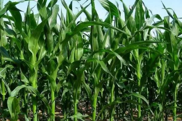 奎单3862玉米品种简介，种植密度建议3800株/亩