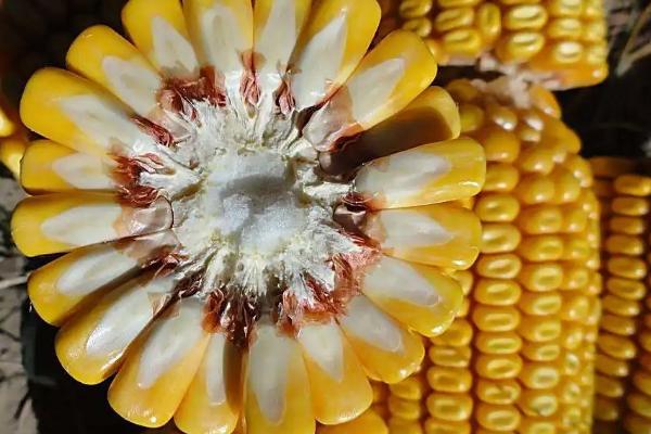 奎单3862玉米品种简介，种植密度建议3800株/亩