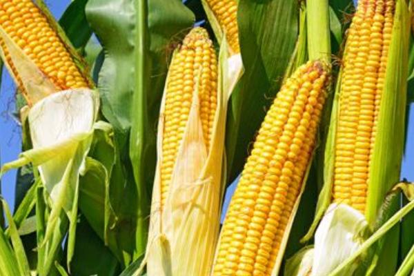 世大8207玉米种子介绍，夏播适宜在5月中旬前播种