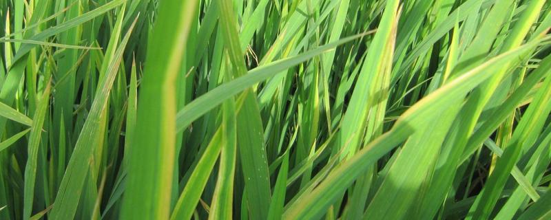 绿两优808水稻品种的特性，秧田亩播种量15千克左右