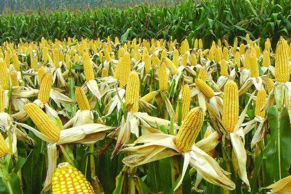 渭玉1838玉米品种简介，种植密度每亩保苗5000以上