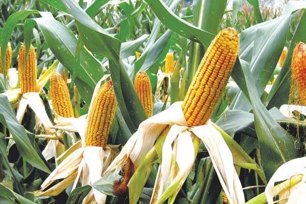 大唐16玉米品种简介，密度4500株/亩