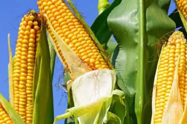 渭玉369玉米品种简介，注意防治病虫害