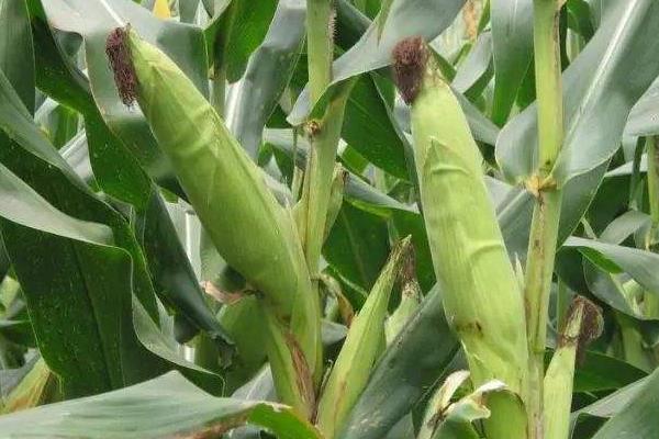 双惠88玉米种子简介，注意防治病虫害