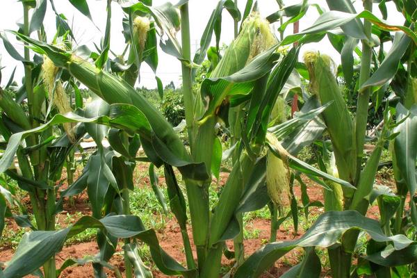 双惠88玉米种子简介，注意防治病虫害