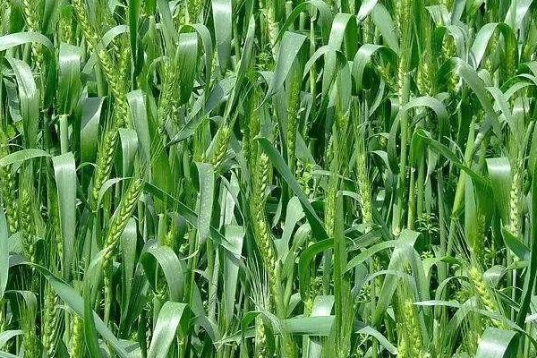 谷道0366小麦种简介，适宜播期10月上中旬