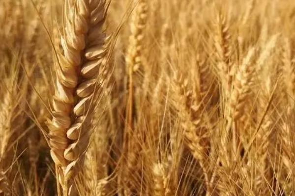 西农936小麦种子介绍，适宜播期10月上中旬