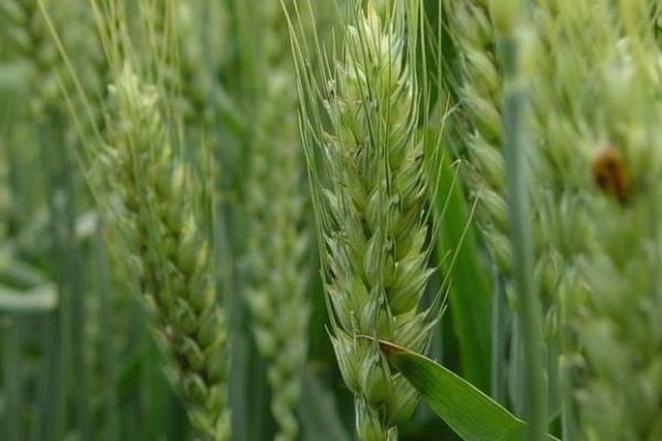 西农936小麦种子介绍，适宜播期10月上中旬