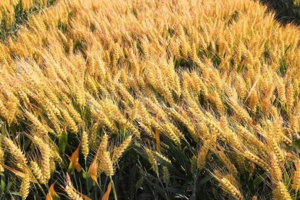 谷道0366小麦种简介，适宜播期10月上中旬