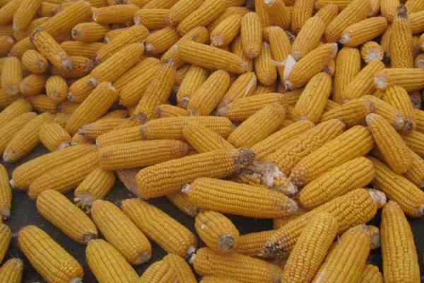 昕禾1号玉米品种的特性，拔节期每亩施尿素20千克