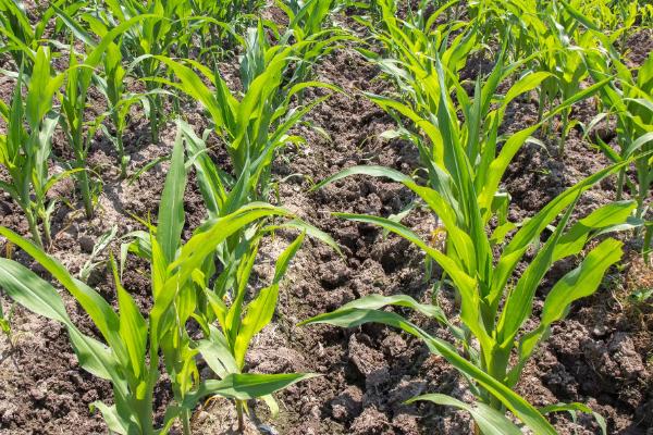 昕禾1号玉米品种的特性，拔节期每亩施尿素20千克