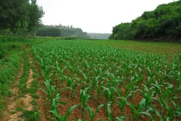 甘玉甜5号玉米种子特点，种植密度每亩4500株