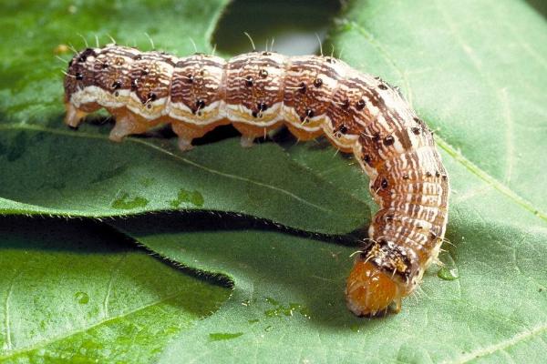 常见的害虫种类，包括卫生害虫、农业害虫、贮谷害虫等类型