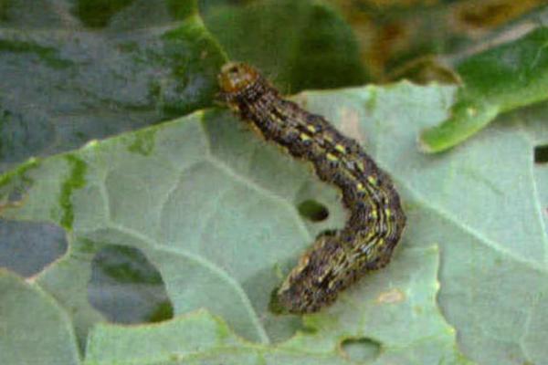 常见的害虫种类，包括卫生害虫、农业害虫、贮谷害虫等类型