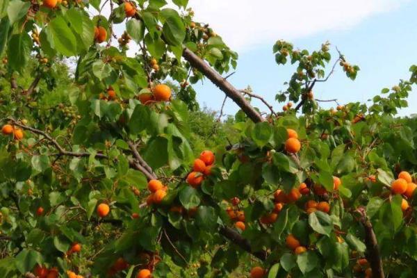 杏树种植技术，夏天和冬天对果树进行适当的修剪