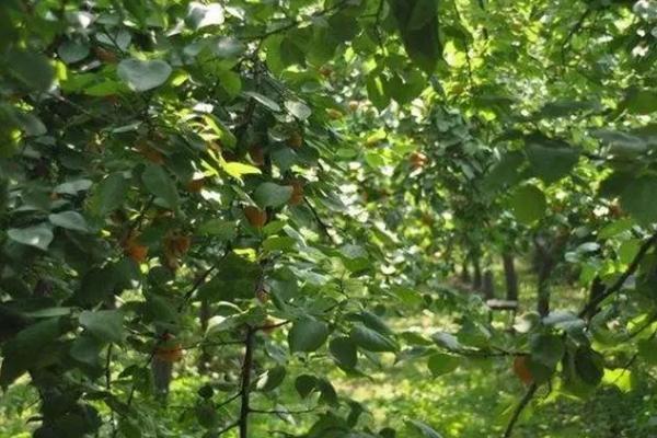 杏树种植技术，夏天和冬天对果树进行适当的修剪