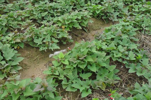 红薯如何施叶面肥，生长后期可分类进行叶面喷肥