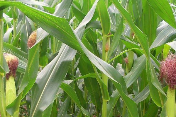 东北丰2125玉米品种的特性，栽培密度为5500株/亩