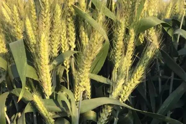巴麦22号小麦品种的特性，平均生育期92天