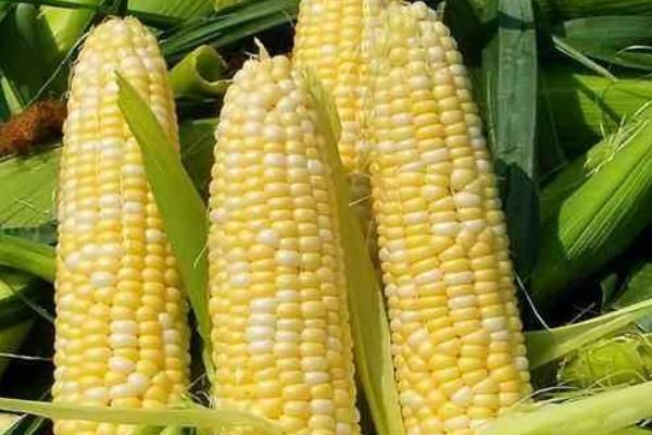通育189玉米种子特征特性，4月末～5月初播种