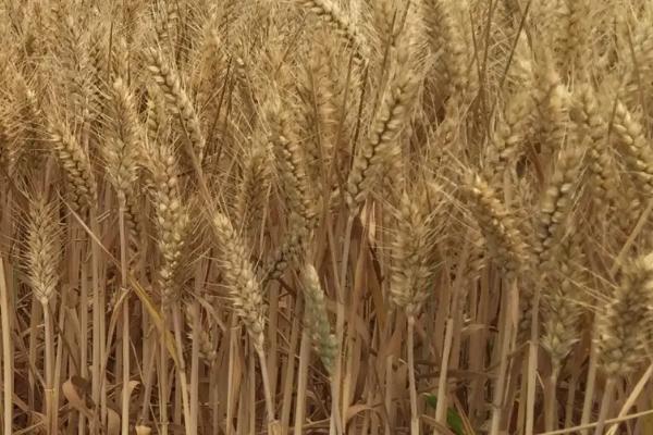 巴麦22号小麦品种的特性，平均生育期92天