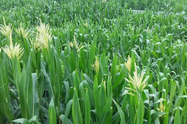 博玉598玉米种子特点，辽宁省春播生育期128天