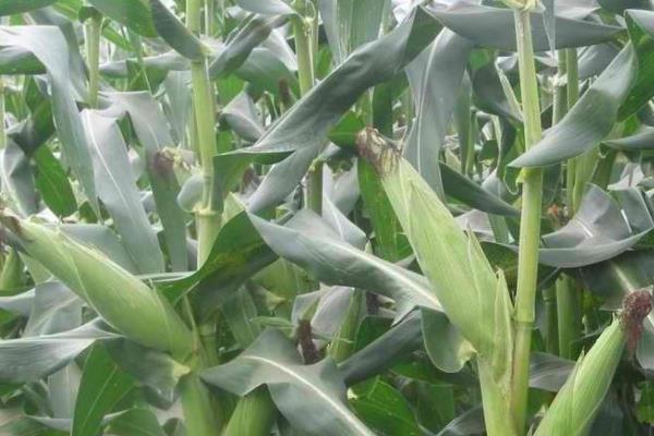明玉700玉米品种的特性，放赤眼蜂防治玉米螟虫