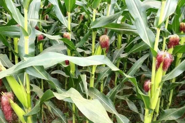 哈惠育5189玉米品种的特性，应选择肥力较好的地块种植