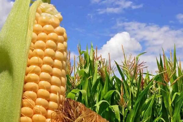 盛世1595玉米品种的特性，应选择肥力较好的地块种植