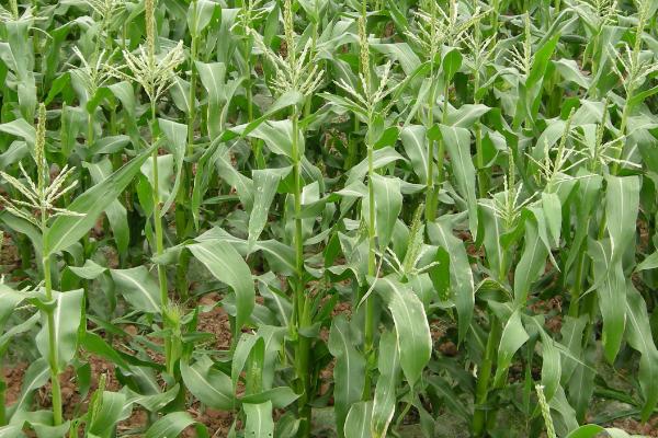 宏硕79玉米种子特点，辽宁省春播生育期126天