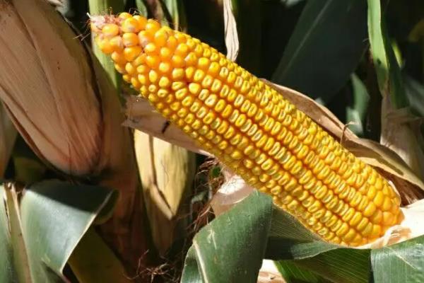 锦糯6号玉米种子特点，种植密度为3500株/亩