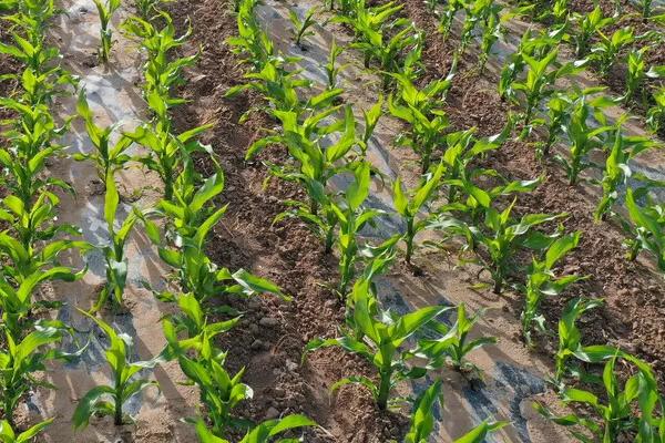 锦糯6号玉米种子特点，种植密度为3500株/亩