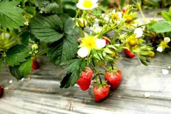 草莓几月开花结果，4-5月开花6-7月结果