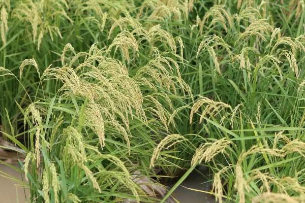 华香粳1号水稻品种的特性，生育期159天左右