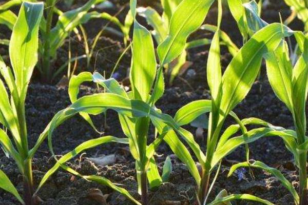 丰泽516玉米种子介绍，中等肥力以上地块栽培