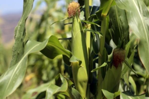 神农50玉米品种的特性，中抗茎腐病