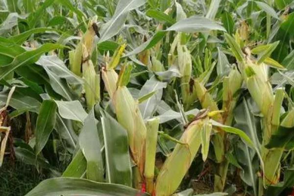 金粮69玉米品种简介，出苗至成熟127天