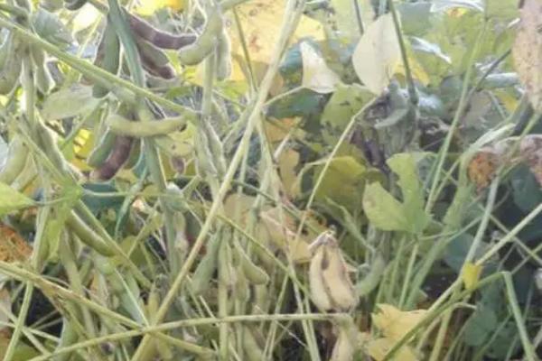 吉黑9号大豆种子特征特性，8月中旬及时防治大豆食心虫