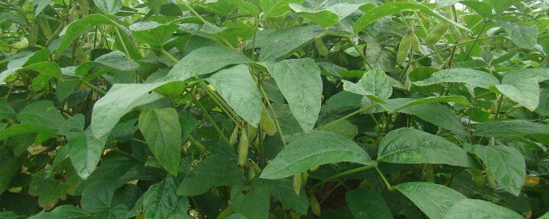 吉黑9号大豆种子特征特性，8月中旬及时防治大豆食心虫