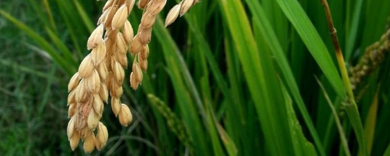 吉粳823水稻种子介绍，穗瘟表现中抗