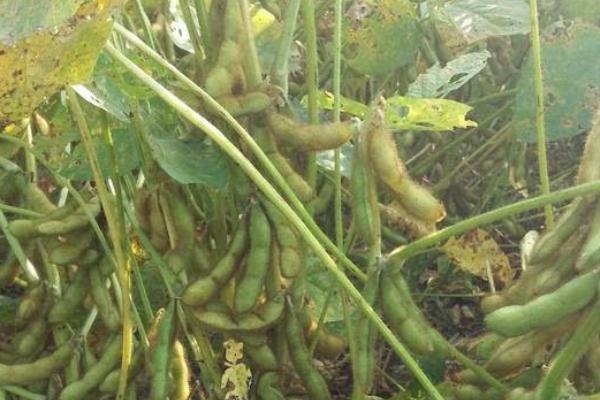 吉育209大豆种子简介，一般4月下旬至5月上旬播种