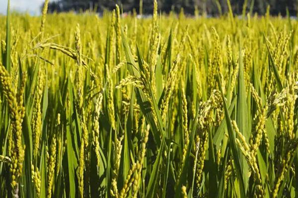 华育5505水稻品种的特性，4月中旬播种